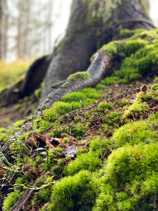 No 19 In The Black Forest St. Blasien Exterior foto